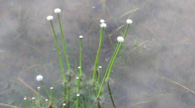 Wetland plant, Western Ghats, new species of wetland plant discovered, Agharkar Research Institute, Maharashtra western Ghat, Karnataka Western ghat, India news