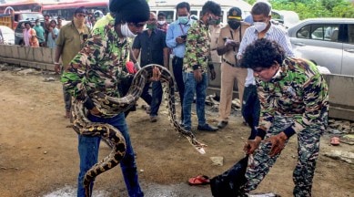 Snakes, Snake rescue, Python, Python rescue video, Mumbai, Python inside car, Viral video, Trending news, Indian Express news