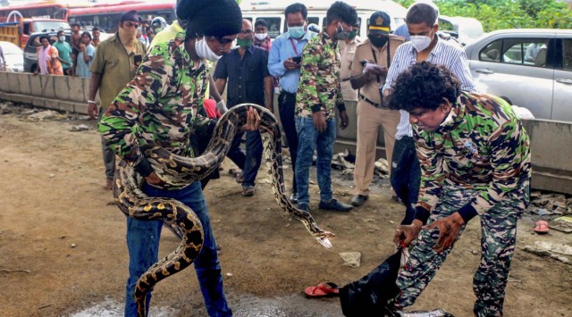 Snakes, Snake rescue, Python, Python rescue video, Mumbai, Python inside car, Viral video, Trending news, Indian Express news