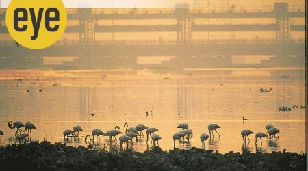 Twilight raga: A whole orchestra of birds performs at sunrise. (Photo: Ranjit Lal)