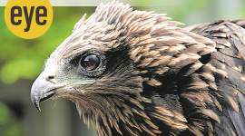 birds, bird watching, bird names, bird species, eye 2020, sunday eye, indian express, indian express news