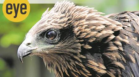 birds, bird watching, bird names, bird species, eye 2020, sunday eye, indian express, indian express news