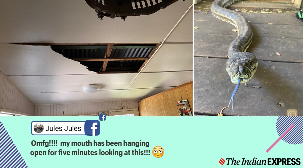 snake, snakes crash roof, snakes crash through ceiling, snakes fall through kitchen roof, australia snakes break ceilings, snakes collapse roof, viral news, indian express