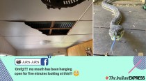 Man returns home to find a broken kitchen ceiling, and two huge pythons that caused it