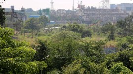 Aarey residents hope to replant site with trees