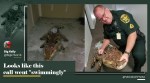 Florida alligator pool floatie viral picture, trending, Florida reptiles, indian express, indian express news