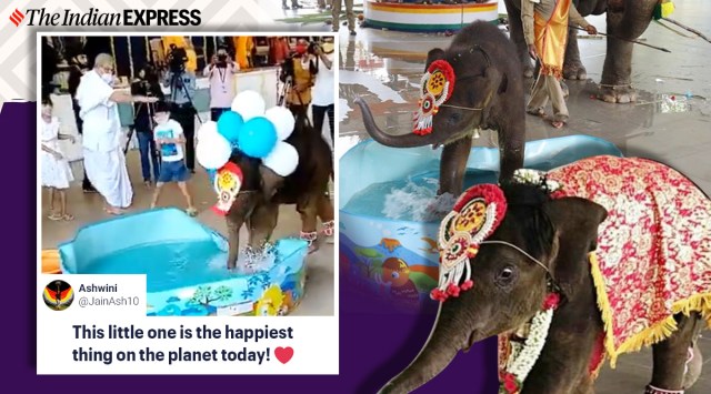 Dharmasthala baby elephant, Dharmasthala elephant naming ceremony, karnataka temple elephant naming ceremony, elephant naming cermony, baby elephant playing with water videos, elephant pool videos, baby elephant videos, indian express