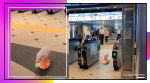 pig balacing ball viral video, tokyo pig viral video, CGI pig trending, pinky tokyo cgi pig trending, indian express, indian express news