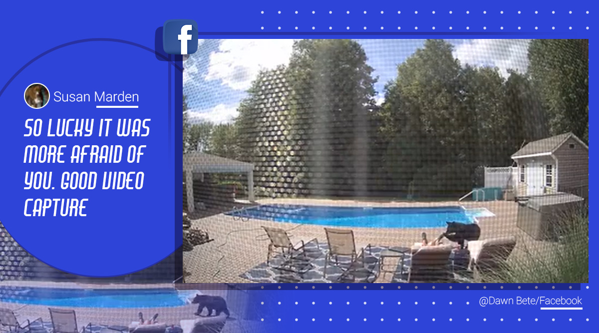 Bear videos, bear encounter videos, Massachusetts, Bear sighting, Greenfield, Massachusetts, Viral video, Trending news, Indian Express news