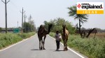 india lockdown, coronavirus news, india economy, india gdp, india economic growth, india agriculture and allied sector, india rural economy