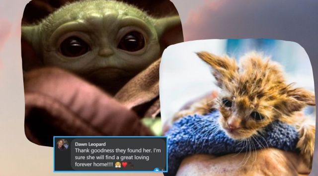 baby yoda, California wildfires, Star Wars, cat rescue, cat resembles baby yoda, Northern California wildfire, trending, indian express, indian express news