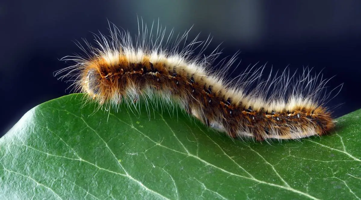 caterpillar infestation