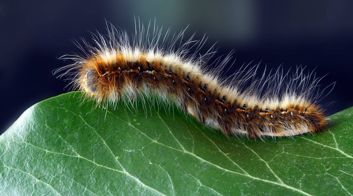 Caterpillar