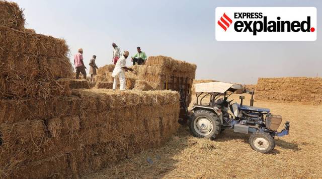 Workers of Biomass Power Plant storing paddy stubble at a village in Punjab  (Express photo by Jasbir Malhi/Representational)