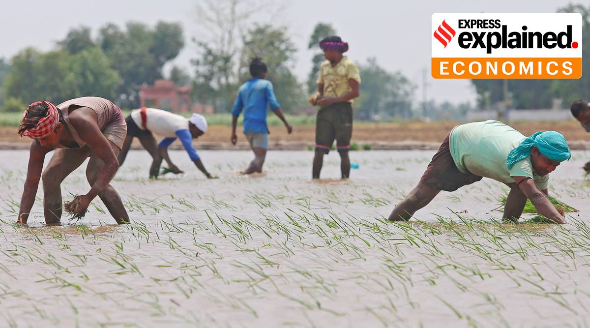 The income split shows growth in agriculture compared to the first quarter of last year. There have been minor declines in financial services and utilities, and major declines in retail, transportation and manufacturing. (Photo: Jasbir Malhi/Express Archive)