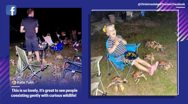 Crabs, Australia, Robber crab, big crabs invade family dinner, Coconut crabs, Christmas Island, crabs during BBQ dinner, Trending news, Indian Express news.