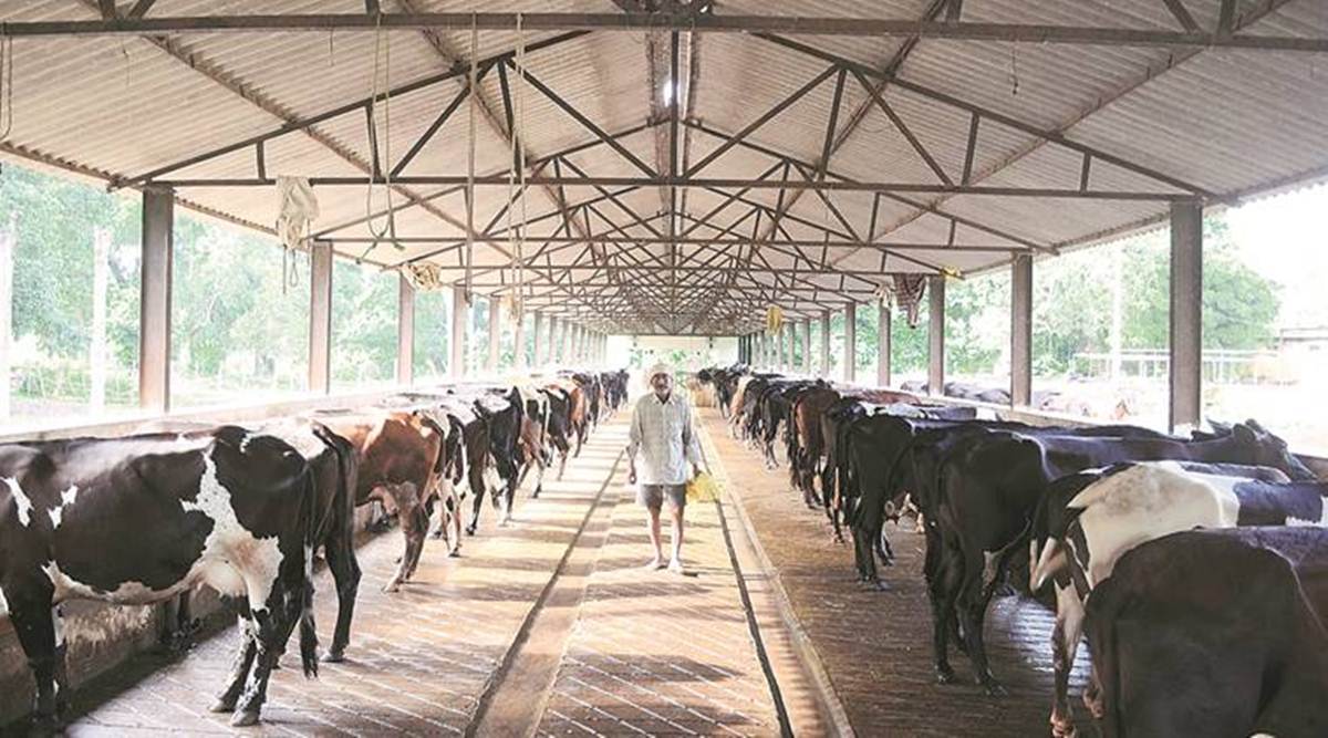 Festive demand, rising prices of milk products help dairy farmers see ...