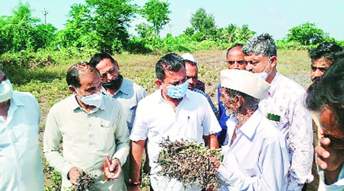 Paresh Dhanani, gujarat rains, gujarat rain crop damage, gujarat rain soyabean damage, gujarat crop damage compensation, indian express news