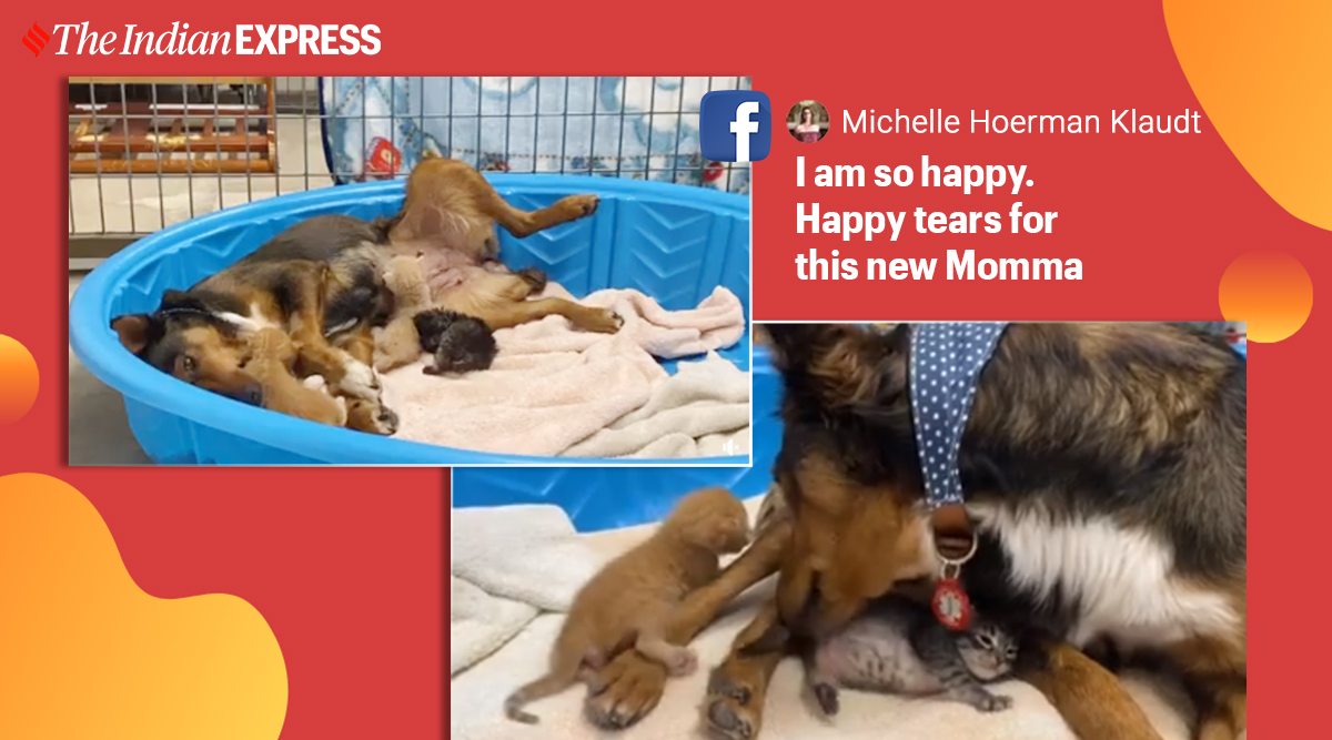 ‘Heartbroken’ dog that lost a litter recovers after adopting three