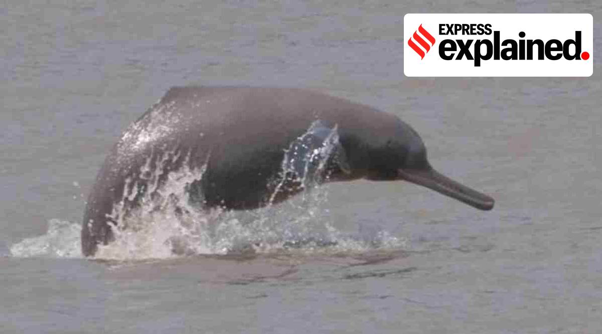 Modi said in his speech that Project Dolphin will be on the lines of Project Tiger, which has helped increase the tiger population.