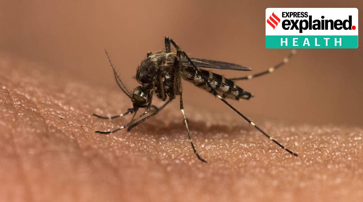 The presence of the Cat Que virus has been largely reported in Culex mosquitoes in China. 