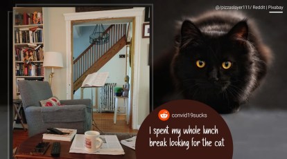Is your cat transparent?': Internet struggles to find 'invisible' feline in  viral photo
