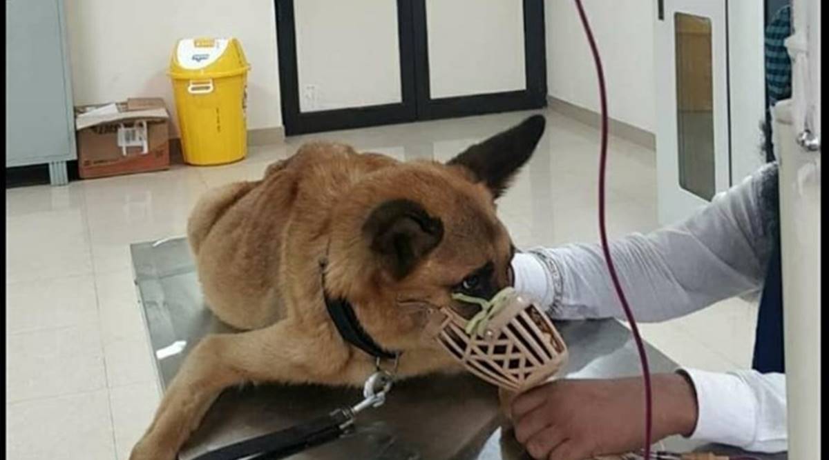 First in north India, blood bank for dogs at GADVASU earns praise | Cities  News,The Indian Express