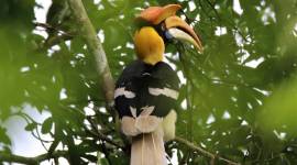 Kerala Bird Atlas, Kerala bird atlas survey, Kerala bird diversity, Kerala birds, Kerala's bird atlas, Kerala news, Kerala volunteers, Kerala forests, birdwatchers, Indian express