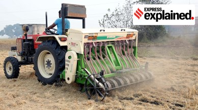 punjab, punjab stubble, punjab paddy, punjab harvest, punjab news, indian express