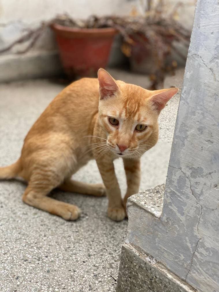 hunting cats, feral cats, type of cat owners, cat owners quiz, what type of cat owner are you, express explained, indian express 