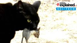hunting cats, feral cats, type of cat owners, cat owners quiz, what type of cat owner are you, express explained, indian express