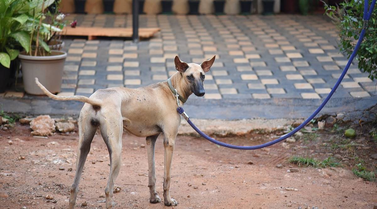breed of indian dogs