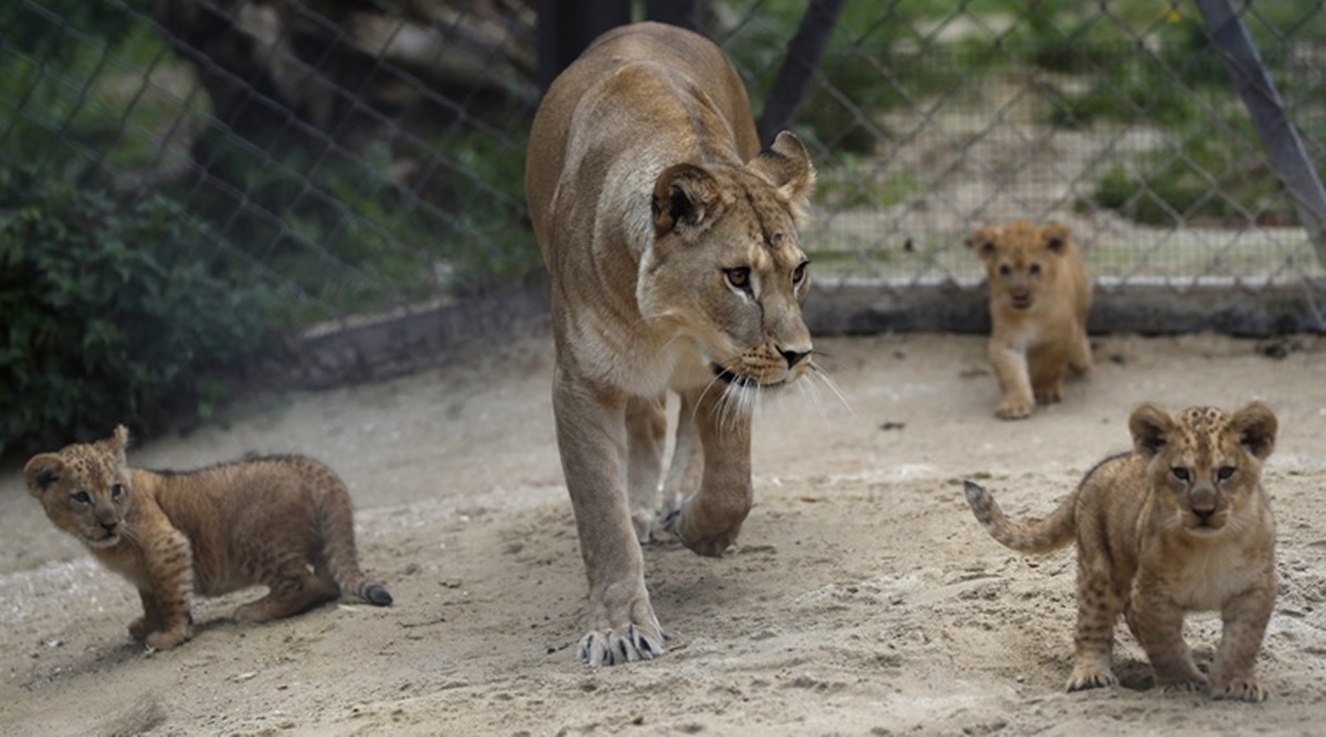https://images.indianexpress.com/2020/09/lion-cubs.jpg