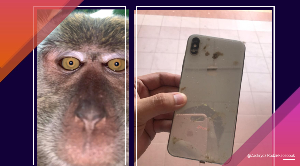Malaisie : un singe vole un téléphone et se fait des selfies