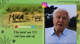 Sir David Attenborough, David Attenborough Instagram, Attenborough Instagram debut record, Attenborough our planet, A Life On Our Planet, A Life On Our Planet documentary, viral news, indian express