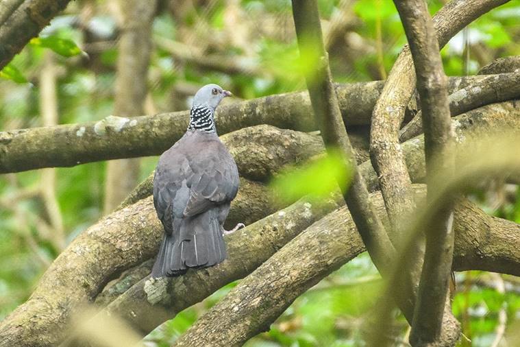 Kerala bird diversity, Kerala birds, Kerala's bird atlas, Kerala news, Kerala volunteers, Kerala forests, Indian express