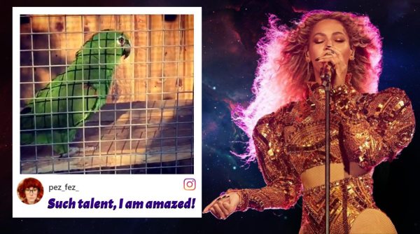 parrot singing beyonce song, zoo parrot mimic beyonce, singing parrot, Lincolnshire Wildlife Park, Lincolnshire Wildlife Park parrot beyonce, chico the parrot, viral videos