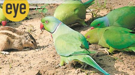 Animals and birds have their own way of showing. (Photo: Ranjit Lal)