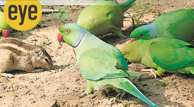 Animals and birds have their own way of showing. (Photo: Ranjit Lal)