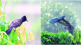pune birds, pune birds species, pune UNESCO World Heritage Region, pune global biodiversity hotspots, pune biodiversity, indian express news