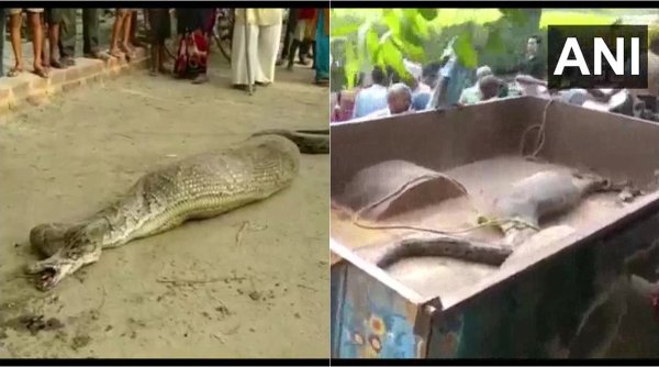 python videos, snake video, python unable to move, rampur python unable to move, viral videos, snake rescue videos, indian express, python rescue video, uttar pradesh news, Trending news