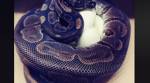 python gives eggs with male contact, python gives eggs without male help, Saint Louis Zoo, Saint Louis Zoo python eggs, trending news