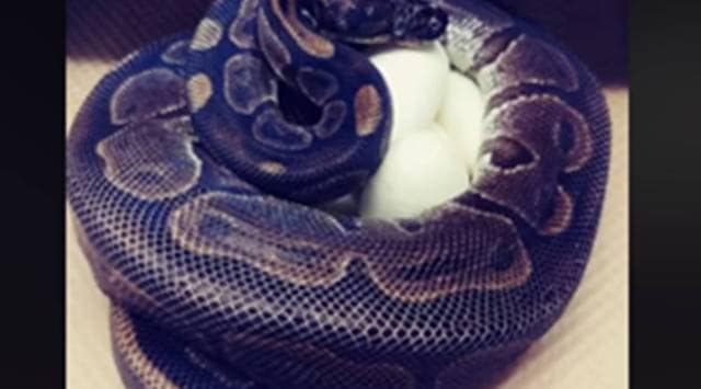 python gives eggs with male contact, python gives eggs without male help, Saint Louis Zoo, Saint Louis Zoo python eggs, trending news