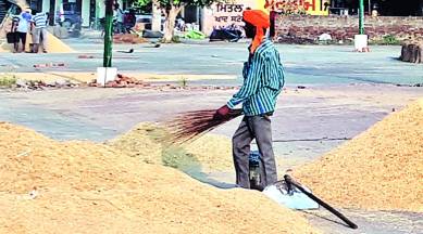 Punjab farmers, Basmati rice, Punjab mandis, Punjab news, Indian express news
