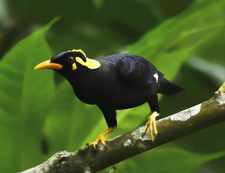 Kerala bird diversity, Kerala birds, Kerala's bird atlas, Kerala news, Kerala volunteers, Kerala forests, Indian express