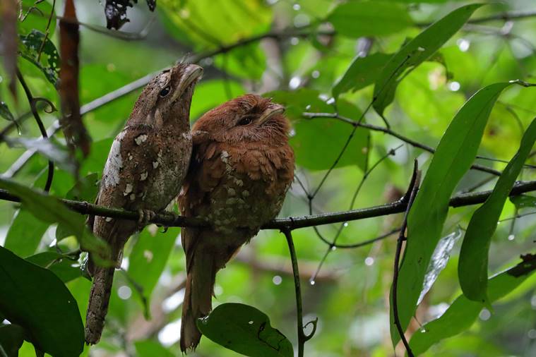 Kerala bird diversity, Kerala birds, Kerala's bird atlas, Kerala news, Kerala volunteers, Kerala forests, Indian express