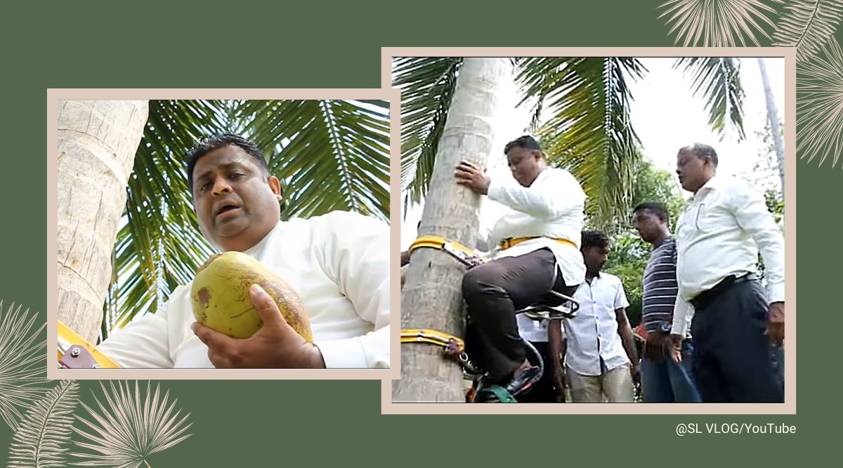 sri lanka minister climb coconut tree, lankan minister coconut tree press conferece, coconut minister climbs tree, sri lanka news, Arundika Fernando, indian express