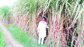 Cane crushing, sugar mills, Punjab farmers, Chandigarh news, Indian express news