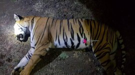 tigress in nagpur, tigress captured in nagpur, tigress attack in nagpur, nagpur wildlife department, indian express news