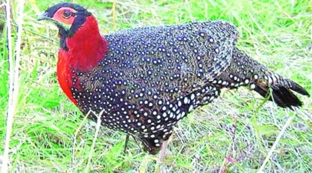 Western tragopan, or Jujurana, is a brightly plumed bird endemic to northwest Himalaya, with an estimated global population of fewer than 3,500 individuals. (Source: Jansatta)